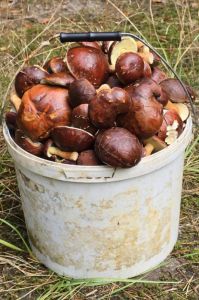 Grzybobranie z mądrą głową